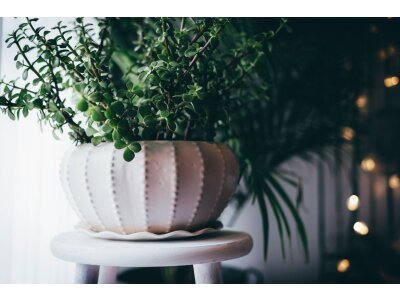 Mesa de planta