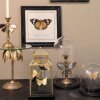 Vajilla de cristal 6GL1269 Clayre Eef