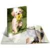 Herma Carpeta Animales A4 PP Perros Brillante