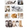 Herma DECOR Pegatinas Gato Niños