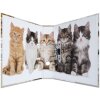 Herma Motif Folder A4 Animales - Gatos
