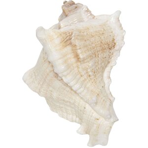 Pomo puerta 7x6 cm - Clayre & Eef 64183