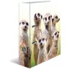 Carpeta motivo HERMA A4 Animales exóticos - tropa suricata