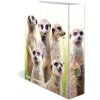 Carpeta motivo HERMA A4 Animales exóticos - tropa suricata