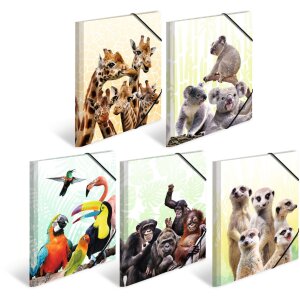 Carpeta PP A4 HERMA - Familia Koala