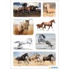 Pegatina HERMA caballos salvajes 3 hojas-paquete