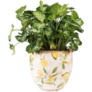 Clayre & Eef 6CE1529M Maceta decorativa Ø...