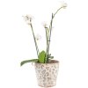 Clayre & Eef 6CE1545L Maceta decorativa Ø 17x16 cm Verde - Beige