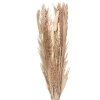 Clayre & Eef 5DF0002 Flor seca 25x8x100 cm Beige