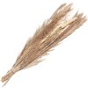 Clayre & Eef 5DF0002 Flor seca 25x8x100 cm Beige