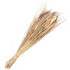 Clayre & Eef 5DF0008 Flores secas 20x6x80 cm Beige