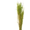 Clayre & Eef 5DF0016 Flores secas 90 cm (50 gr) Verde