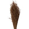 Clayre & Eef 5DF0017 Flores Secas 60 cm (100 gr) Beige