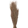 Clayre & Eef 5DF0020 Flores secas 55 cm (100 gr) Beige