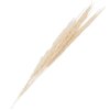 Clayre & Eef 5DF0021 Flores secas 90 cm (10) Blanco