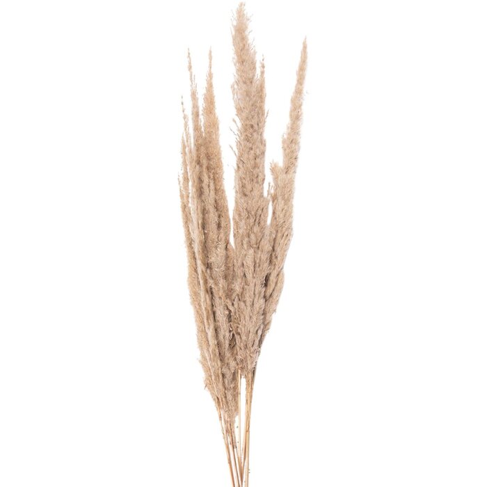Clayre & Eef 5DF0034 Flores secas 100 cm (10) Beige