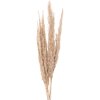 Clayre & Eef 5DF0034 Flores secas 100 cm (10) Beige