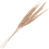 Clayre & Eef 5DF0034 Flores secas 100 cm (10) Beige