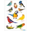 HERMA 15477 Sticker Pájaros Multicolor Set decorativo con diseño de pájaros