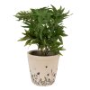 Clayre & Eef 6CEFAF0001M Macetero para interior Beige, negro Ø 15x14 cm