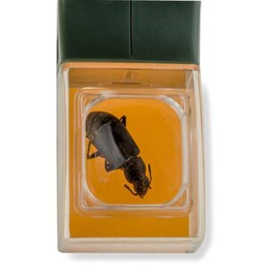 Lupa Carson Bugview para atrapar insectos con una sola mano Lente de cristal acrílico de 5 aumentos