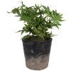 Clayre & Eef 6CE1719L Decoración Maceta Ø 17x16 cm Negro Marrón