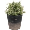 Clayre & Eef 6CE1719M Macetero Negro Marrón Ø 15x14 cm Decoración