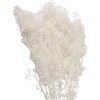 Clayre & Eef 5DF0043 Flores Secas Blancas 8x4x60 cm