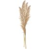 Clayre & Eef 5DF0044 Césped de Pampa Decorativo Colores Naturales 70cm Set de 5
