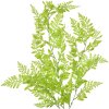 Clayre & Eef 5PL0070 Rama decorativa verde natural 15x5x80 cm