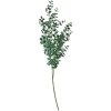 Clayre & Eef 5PL0084 Rama decorativa verde 8x3x70 cm