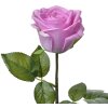Clayre & Eef 6PL0273 Flor artificial Morado 8x8x44 cm