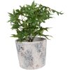 Clayre & Eef 6TE0520L Maceta Terracota Blanco Azul Ø 18x15 cm Estilo Campestre