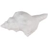 Clayre & Eef 65733 Pomo Puerta Concha Blanco 10x5x6 cm Estilo Vintage Poliresina