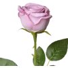 Clayre & Eef 6PL0369LPA Ramo de rosa artificial Violeta 9x9x61 cm