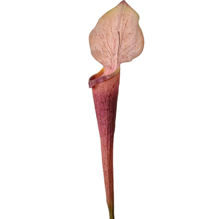Clayre & Eef 5PL0188 Ramo de flor artificial violeta 6x5x75 cm