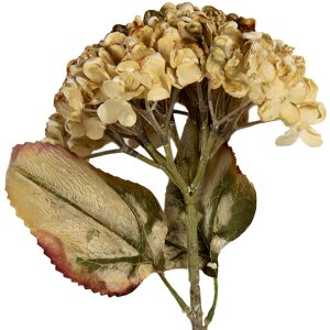 Clayre & Eef 6PL0404BE Ramo decorativo con flores 15x15x47 cm Beige-Verde