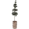 Árbol de decoración Clayre & Eef 50841 14x14x60 cm Verde y Marrón