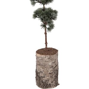 Árbol decorativo Clayre & Eef 50842 15x12x80 cm verde marrón