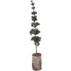 Árbol decorativo Clayre & Eef 50842 15x12x80 cm verde marrón
