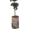 Árbol decorativo Clayre & Eef 50842 15x12x80 cm verde marrón