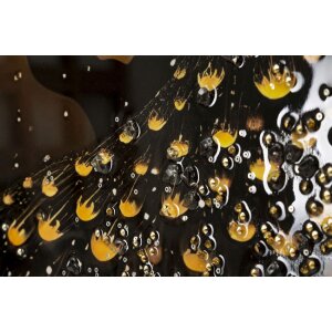 Cuadro de pared Mauro Ferretti "Pavo real" – Lienzo decorativo con marco 70x100 cm