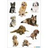 Pegatinas de perros de diferentes razas de DECOR