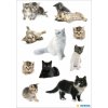 Gatitos de peluche y bebés gatitos de la serie DECOR