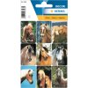 Bonitas pegatinas con caras de caballos de la decoración