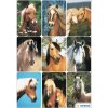 Bonitas pegatinas con caras de caballos de la decoración