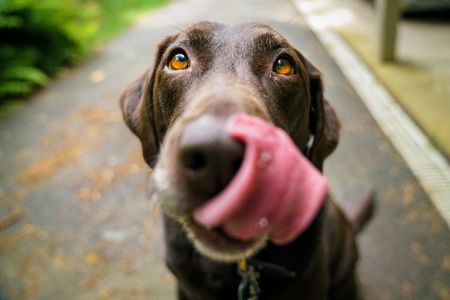 Ideas de fotos con un perro